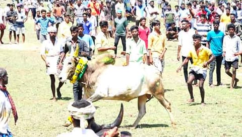 ஆத்தங்கரைபட்டியில் நடந்த  மஞ்சுவிரட்டு.