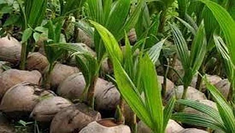 3 ஊராட்சிகளில் தென்னங்கன்றுகள் மானிய விலையில் வழங்கல்