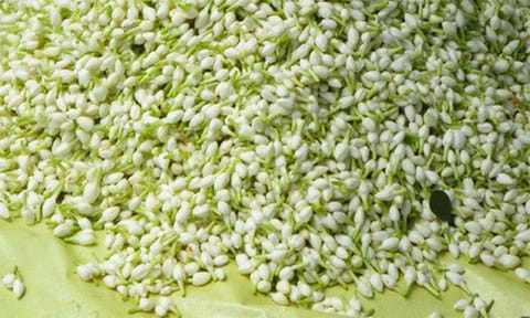 சத்தியமங்கலம் பூ மார்க்கெட்டில் மல்லிகைப்பூ விலை குறைந்தது