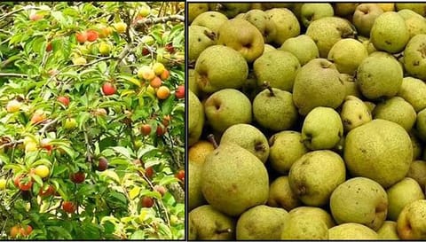 கொடைக்கானலில் பிளம்ஸ் பழங்கள் விளைந்துள்ள மரம் மற்றும் அறுவடை செய்யப்பட்டுள்ள பேரிக்காய்கள்.