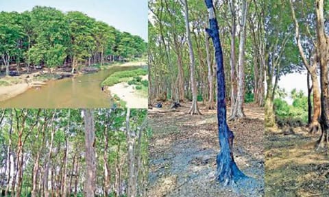 ஆற்றங்கரைகளில் பயன்தரும் மரங்களை வளர்க்க சமூக ஆர்வலர்கள் கோரிக்கை