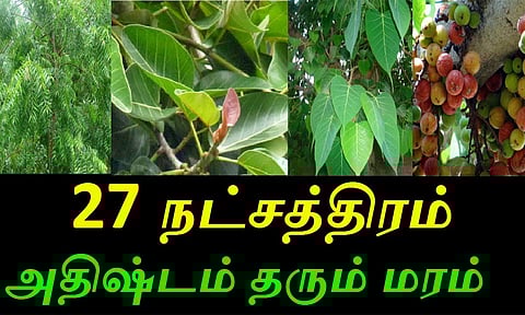 தோஷம் போக்கும் நட்சத்திர மரங்கள்