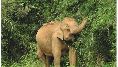 சேரம்பாடியில் யானைகள் முகாம்-சுற்றுலாபயணிகளுக்கு எச்சரிக்கை