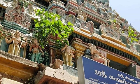 கோவில் கோபுரத்தில் வளர்ந்துள்ள செடி கொடிகள்.