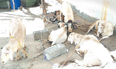 விற்பனைகாக கொண்டுவரப்பட்டுள்ள விற்பனை படத்தில் காணலாம்