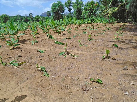 குரங்குகளால் நாசப்படுத்தப்பட்ட வாழைகள்.