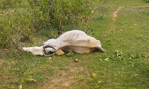 அட்டகாசம் செய்யும் புலியை கூண்டு வைத்து பிடிக்க வேண்டும்
