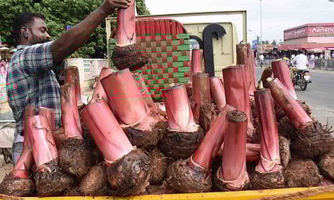 விற்பனைக்காக வைக்கப்பட்டுள்ள செவ்வாழை கன்றுகள்.