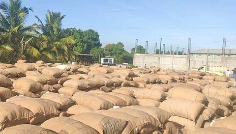 ஏலத்திற்கு கொண்டுவரப்பட்ட பருத்தி மூட்டைகள்.
