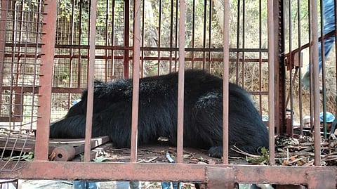 கூண்டில் சிக்கிய கரடியை படத்தில் காணலாம்.