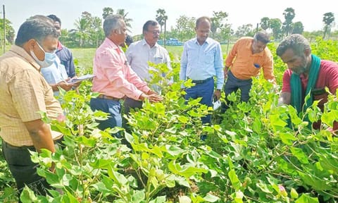 உமையாள்பதி கிராமத்தில் பருத்தி பயிரை மாநில வேளாண் இயக்குனர் அண்ணாதுரை பார்வையிட்டார்.