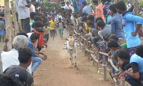 விழாவில் கன்றுகள் சீறிப்பாய்ந்து ஓடி வருவதை படத்தில் காணலாம்.