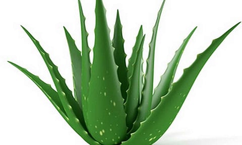 உடல் ஆரோக்கியத்தில் மூலிகைகள்...