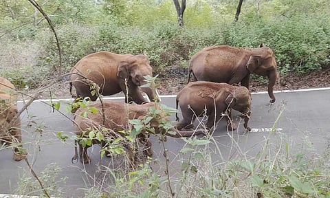 கோவை-மஞ்சூர் சாலையில் அரசு பஸ், தனியார் வாகனங்களை குட்டிகளுடன் மறித்த காட்டு யானைகள்