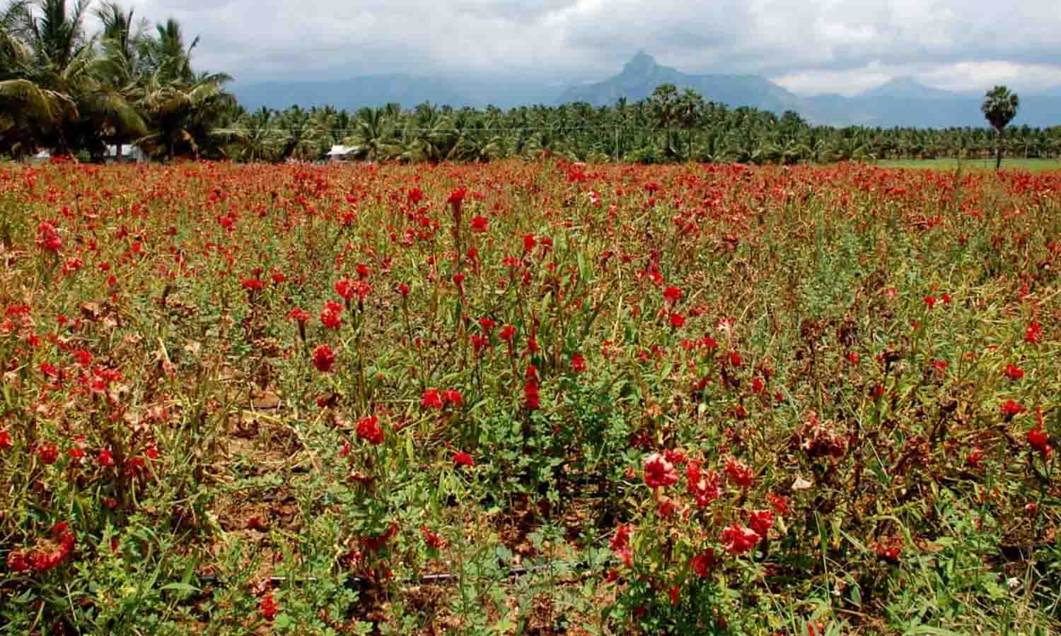 உடுமலை பகுதியில் சாகுபடி செய்யப்பட்டுள்ள கோழிக்கொண்டை பூக்கள் கண்களை கவரும் வகையில் காட்சியளிப்பதை படத்தில் காணலாம்.&nbsp;&nbsp;