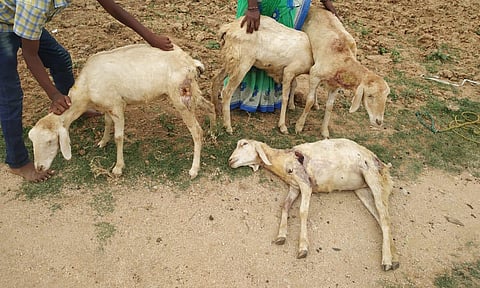 பலியான ஆடு மற்றும் படுகாயம் அடைந்த 3 ஆடுகள்.