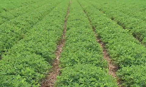 கோப்புபடம்.