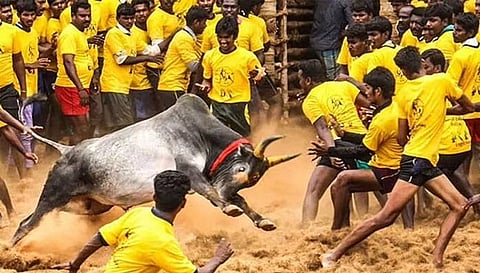 ஜல்லிக்கட்டு அரங்கம் அமைக்க ஒப்பந்தபுள்ளி வெளியீடு