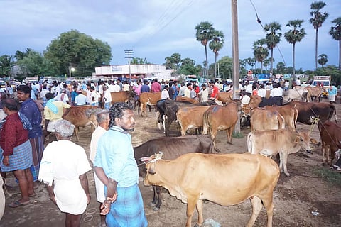தீவனூர் சந்தையில் மாடுகள் வாங்குவதற்கு திரண்ட வியாபாரிகளை படத்தில் காணலாம்.&nbsp;