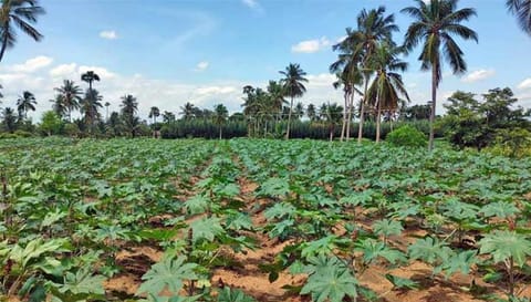 விவசாயிகள் ஆமணக்கு செடியினை பயிரிட்டுள்ளதை படத்தில் காணலாம்.