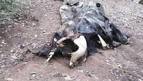 முதுமலை புலிகள் காப்பகத்தில் அழுகிய நிலையில் இறந்து கிடந்த யானை