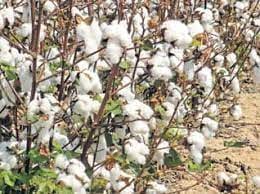 மறைமுக ஏலத்தில் ரூ.1 கோடிக்கு பருத்தி விற்பனை