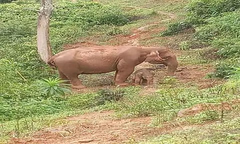 கூடலுார் அருகே தேயிலை தோட்டத்தில் குட்டி ஈன்ற காட்டு யானை