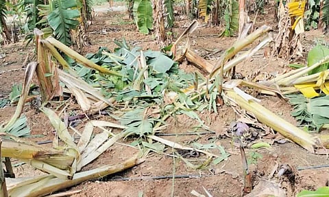 தோட்டத்தில் புகுந்து வாழைகளை சேதப்படுத்திய ஒற்றை யானை