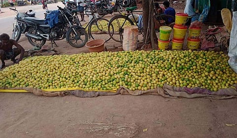 எலுமிச்சை பழம் விலை வீழ்ச்சி புதுக்கோட்டையில் கிலோ ரூ.15க்கு விற்பனை