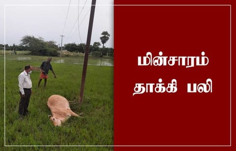 மின்சாரம் பாய்ந்து பசுமாடு பலி