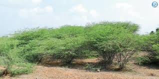 மைக்கருவேல மரங்களை அகற்ற வலியுறுத்தல்