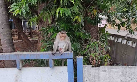 அட்டகாசம் செய்யும் குரங்கு.