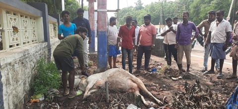 &nbsp;மின் கசிவால்  இறந்த பசுமாடை படத்தில் காணலாம்.