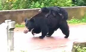 ஈச்சனாரி அருகே குடியிருப்பு பகுதிக்குள் உலா வரும் கரடி