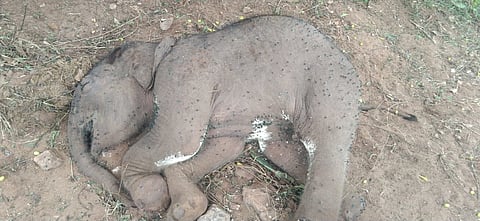 வடவள்ளி அருகே வனத்திற்குள் இறந்து கிடந்த குட்டி யானை
