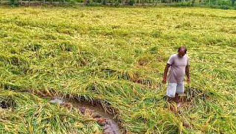 கனமழையால் அறுவடைக்கு தயாரான பயிர்கள் பாதிப்பு