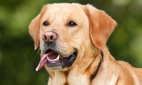 வளர்ப்பு நாயை குளிப்பாட்ட மறுத்த போலீஸ்காரரை சஸ்பெண்டு செய்த எஸ்.பி.- உத்தரவை ரத்து செய்து ஐ.ஜி. அதிரடி