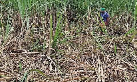 கருப்பன் யானை மீண்டும் அட்டகாசம்