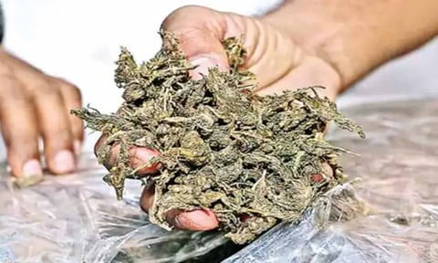 கோவை மாநகரில் கஞ்சா பதுக்கி விற்ற பெண் உள்பட 3 பேர் கைது