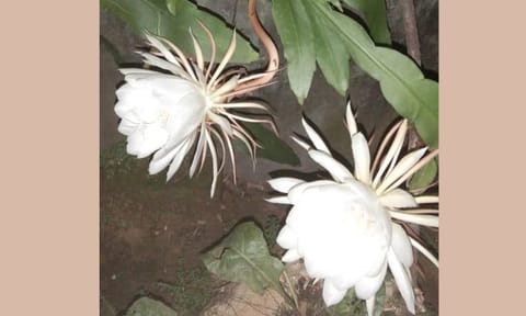 இரவில் பூக்கும் பிரம்ம கமலம் பூ செடி