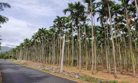 பாக்கு மரங்கள் செழித்து வளர்ந்துள்ளதை படத்தில் காணலாம்.