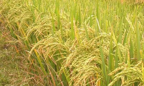 கோப்புபடம்.