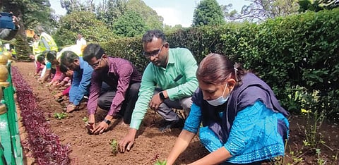 குன்னூர் சிம்ஸ் பூங்காவில் 2-வது சீசனுக்கான மலர் நாற்றுகள் நடவு