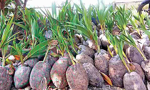 கோப்புபடம்.