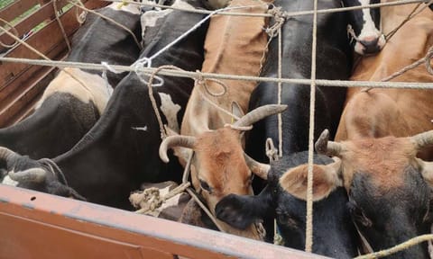 கேரளாவுக்கு சரக்கு வேனில் கொண்டு சென்ற 16 மாடுகள் பறிமுதல்