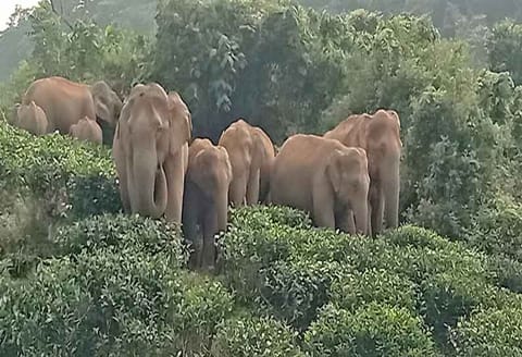வால்பாறையில் டீக்கடையை சூறையாடிய 7 காட்டு யானைகள் கூட்டம்
