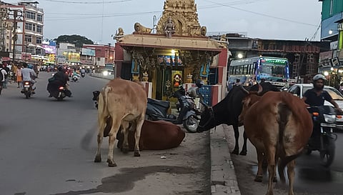 போக்குவரத்துக்கு இடையூறு செய்யும் கால்நடைகள்