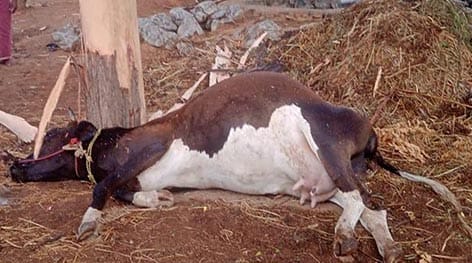 மின்னல் தாக்கியதில் இறந்த மாடு.