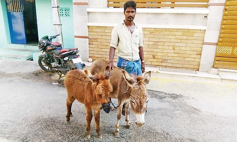 கழுதை பால் விற்பனை செய்தவரை காணலாம்