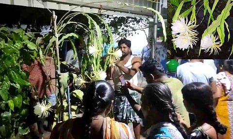 மலர்ந்த பிரம்ம கமலம் பூவை பொதுமக்கள்   பார்வையிட்ட காட்சி.